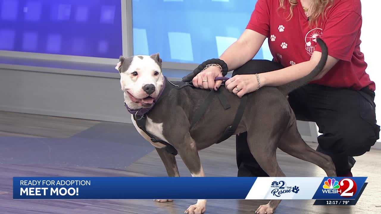 Moo at Southeast Volusia Humane Society is looking for a home — WESH 2 Orlando, Sugar Land Community news