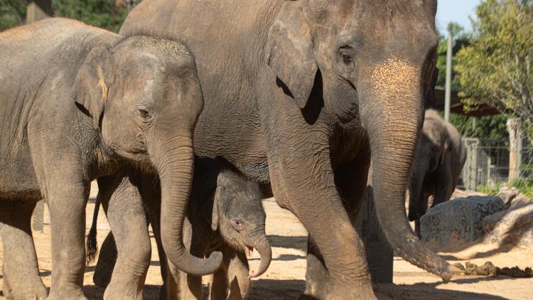 Houston Zoo makes emotional announcement involving Kirby and two other beloved elephants — KHOU 11 (Houston), Sugar Land Community news