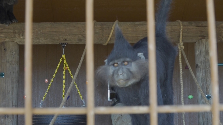 Exclusive look at Big Spring's newest community zoo — NewsWest 9 (Permian Basin), Sugar Land Community news